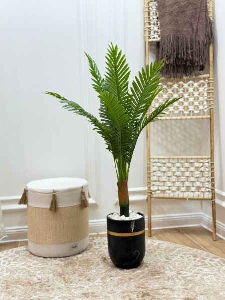 شجر نخيل صغير